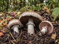 Brauner Kompost-Champignon